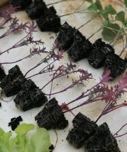 Roots Plants 10 Organic 'Red Russian' Kale Plants