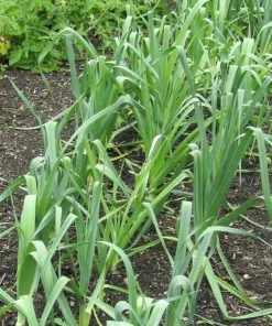 Roots Plants 20 Organic 'Musselborough' Leek Plants All Vegetable Plants