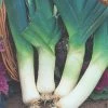 Roots Plants 20 Organic Giant Winter Leek Plants All Vegetable Plants 1 Roots Plants 20 Organic Giant Winter Leek Plants All Vegetable Plants