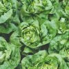 Roots Plants 10 Organic 'Buttercrunch' Lettuce Plants 2 Roots Plants 10 Organic 'Buttercrunch' Lettuce Plants