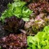 Roots Plants 10 Organic 'Red Salad Bowl' Lettuce Plants