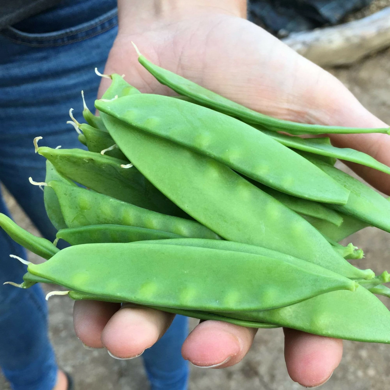 Roots Plants All Vegetable Plants Organic Gourmet Beans & Peas Collection 60 Plants 5 Roots Plants All Vegetable Plants Organic Gourmet Beans & Peas Collection 60 Plants