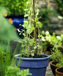 Roots Plants Peas & Beans 10 Organic 'Kelvedon Wonder' Pea Plants