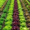 Roots Plants Salad Plants Quick Growing Organic Salad Collection 90 Plants
