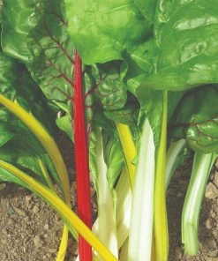 Roots Plants 41 Vegetables Plants For Pots | Tomatoes, Peppers & More 15 Roots Plants 41 Vegetables Plants For Pots | Tomatoes, Peppers & More