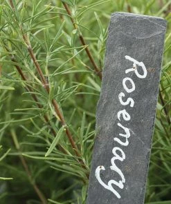 Roots Plants 3 Organic Rosemary Plants 8 Roots Plants 3 Organic Rosemary Plants