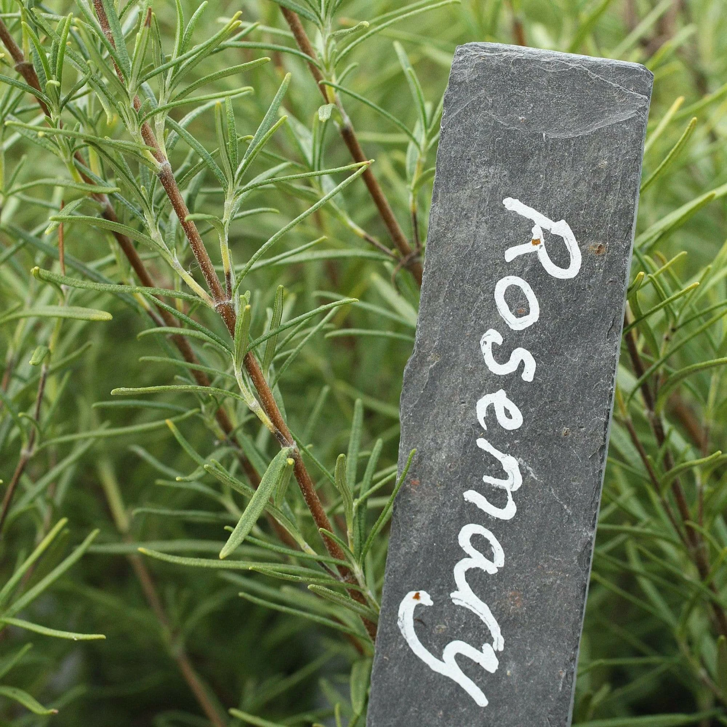 Roots Plants 3 Organic Rosemary Plants 5 Roots Plants 3 Organic Rosemary Plants