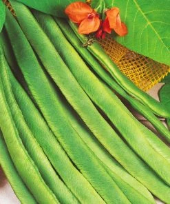 Roots Plants Peas & Beans 10 Organic 'Enorma' Runner Bean Plants