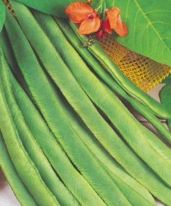 Roots Plants All Vegetable Plants Organic Gourmet Beans & Peas Collection 60 Plants 9 Roots Plants All Vegetable Plants Organic Gourmet Beans & Peas Collection 60 Plants