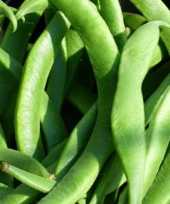 Roots Plants Peas & Beans 10 Organic 'Enorma' Runner Bean Plants