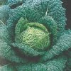 Roots Plants 10 Organic 'Vertus' Savoy Cabbage Plants 2 Roots Plants 10 Organic 'Vertus' Savoy Cabbage Plants