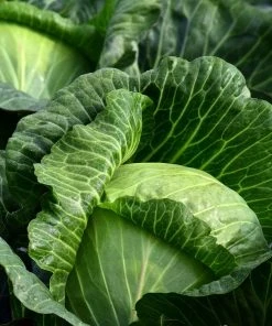 Roots Plants 10 Organic Spring Green Cabbage Plants Brassicas & Leafy Greens