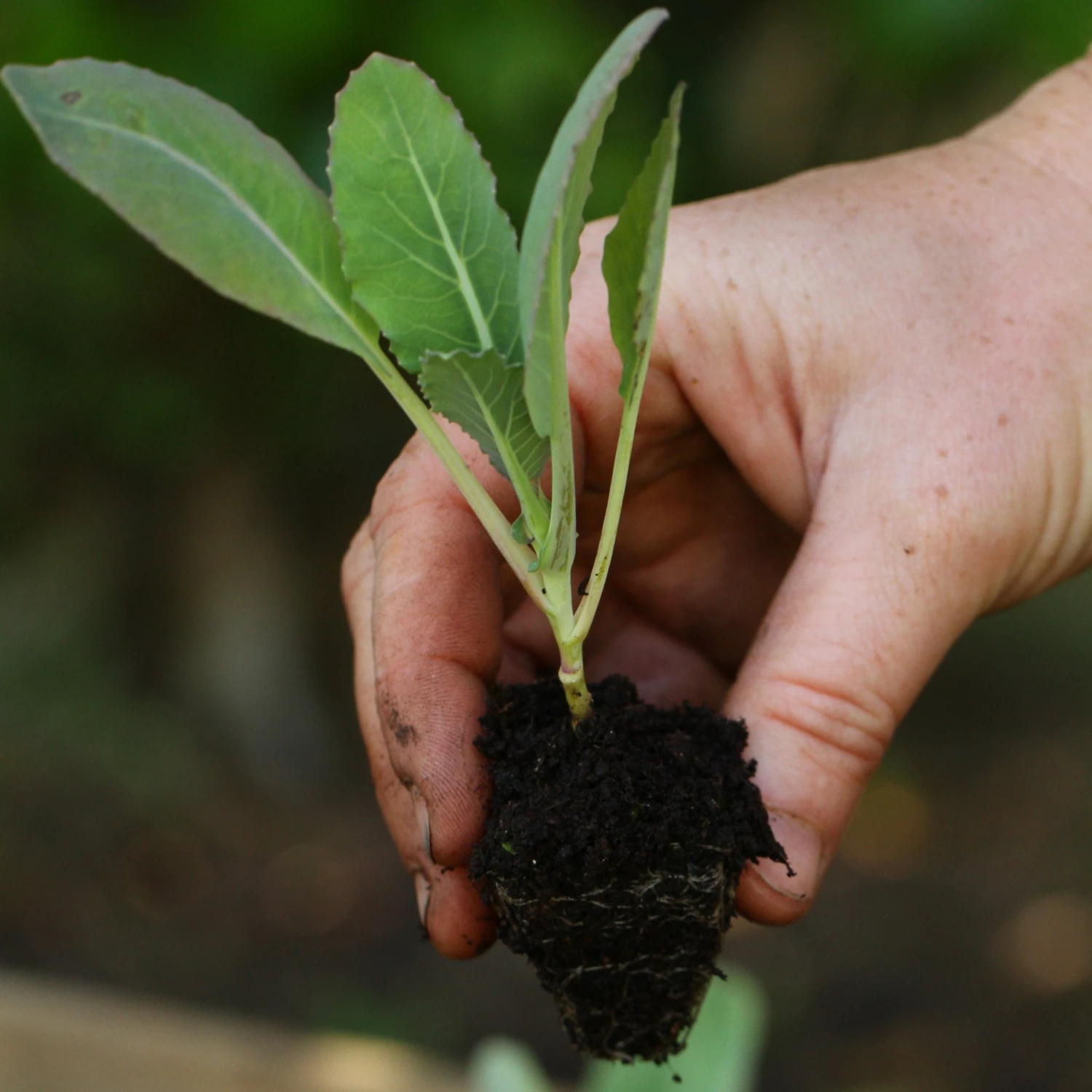 Roots Plants 63 Organic Stir Fry Vegetable Plants All Vegetable Plants 9 Roots Plants 63 Organic Stir Fry Vegetable Plants All Vegetable Plants