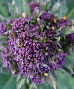 Roots Plants 10 Organic Purple Sprouting Broccoli Plants
