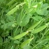 Roots Plants 10 Organic Sugar Snap Pea Plants Peas & Beans 2 Roots Plants 10 Organic Sugar Snap Pea Plants Peas & Beans