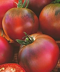 Roots Plants Salad Plants 15 Organic Colourful Tomato Plants 14 Roots Plants Salad Plants 15 Organic Colourful Tomato Plants