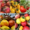 Roots Plants Salad Plants 15 Organic Colourful Tomato Plants 2 Roots Plants Salad Plants 15 Organic Colourful Tomato Plants