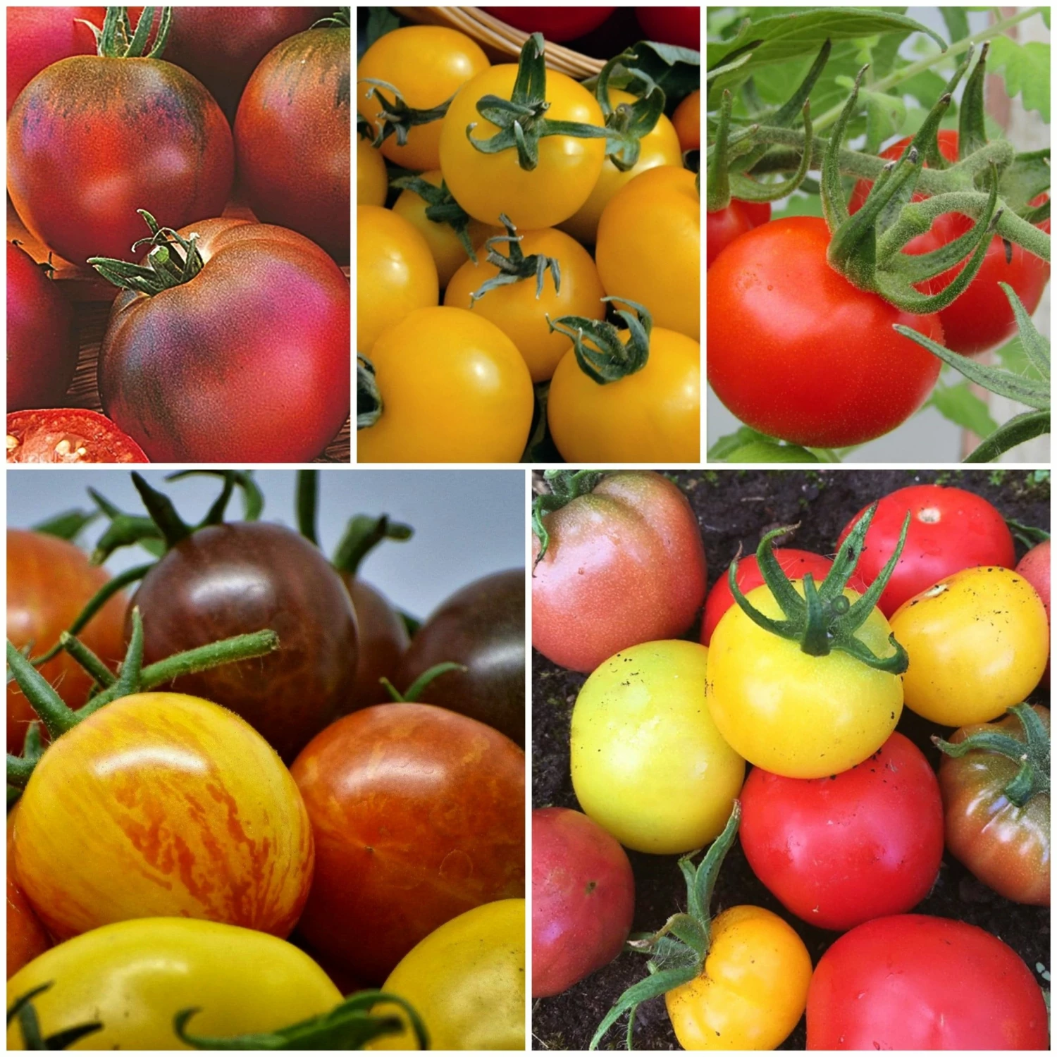 Roots Plants Salad Plants 15 Organic Colourful Tomato Plants 3 Roots Plants Salad Plants 15 Organic Colourful Tomato Plants