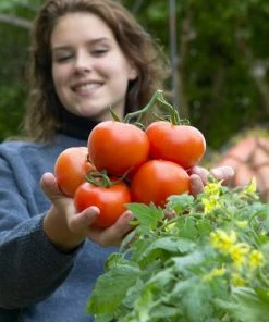 Roots Plants Salad Plants 15 Organic Colourful Tomato Plants 16 Roots Plants Salad Plants 15 Organic Colourful Tomato Plants