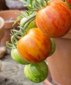 Roots Plants Salad Plants 5 Organic 'Tigerella' Tomato Plants 10 Roots Plants Salad Plants 5 Organic 'Tigerella' Tomato Plants