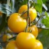 Roots Plants Salad Plants 5 Organic 'Golden Sunrise' Tomato Plants 1 Roots Plants Salad Plants 5 Organic 'Golden Sunrise' Tomato Plants