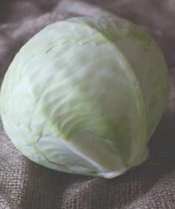 Roots Plants Brassicas & Leafy Greens 10 Organic 'Golden Acre' White Cabbage Plants