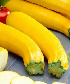 Roots Plants 12 Organic Colourful Courgette Collection Courgette Plants Courgettes