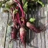 Roots Plants 10 Autumn 'Cylindra' Beetroot