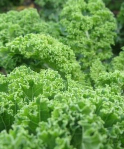 Roots Plants 10 Green Curled Dwarf Borecole Kale Brassicas & Leafy Greens 7 Roots Plants 10 Green Curled Dwarf Borecole Kale Brassicas & Leafy Greens