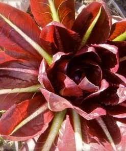 Roots Plants 10 Autumn 'Rossa Di Treviso' Chicory