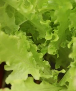 Roots Plants 10 Autumn 'Pancalieri' Endive All Vegetable Plants