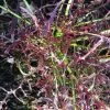 Roots Plants 10 Autumn Frills Mustard All Vegetable Plants