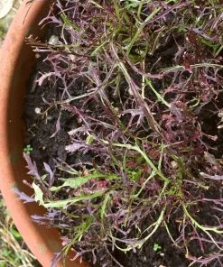 Roots Plants 10 Autumn Frills Mustard All Vegetable Plants 7 Roots Plants 10 Autumn Frills Mustard All Vegetable Plants