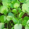 Roots Plants All Vegetable Plants 10 Autumn Land Cress 1 Roots Plants All Vegetable Plants 10 Autumn Land Cress
