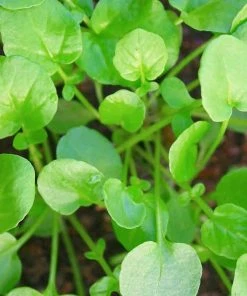 Roots Plants All Vegetable Plants 10 Autumn Land Cress