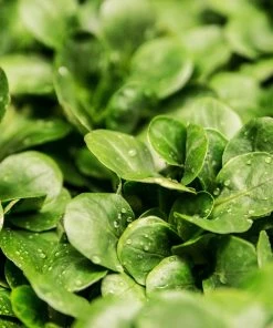 Roots Plants All Vegetable Plants 10 Autumn Land Cress 5 Roots Plants All Vegetable Plants 10 Autumn Land Cress