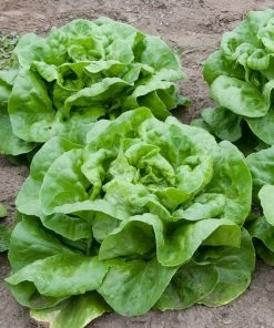 Roots Plants 10 Autumn 'Arctic King' Lettuce