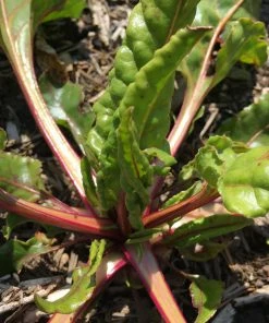 Roots Plants All Vegetable Plants 10 Rhubarb Chard