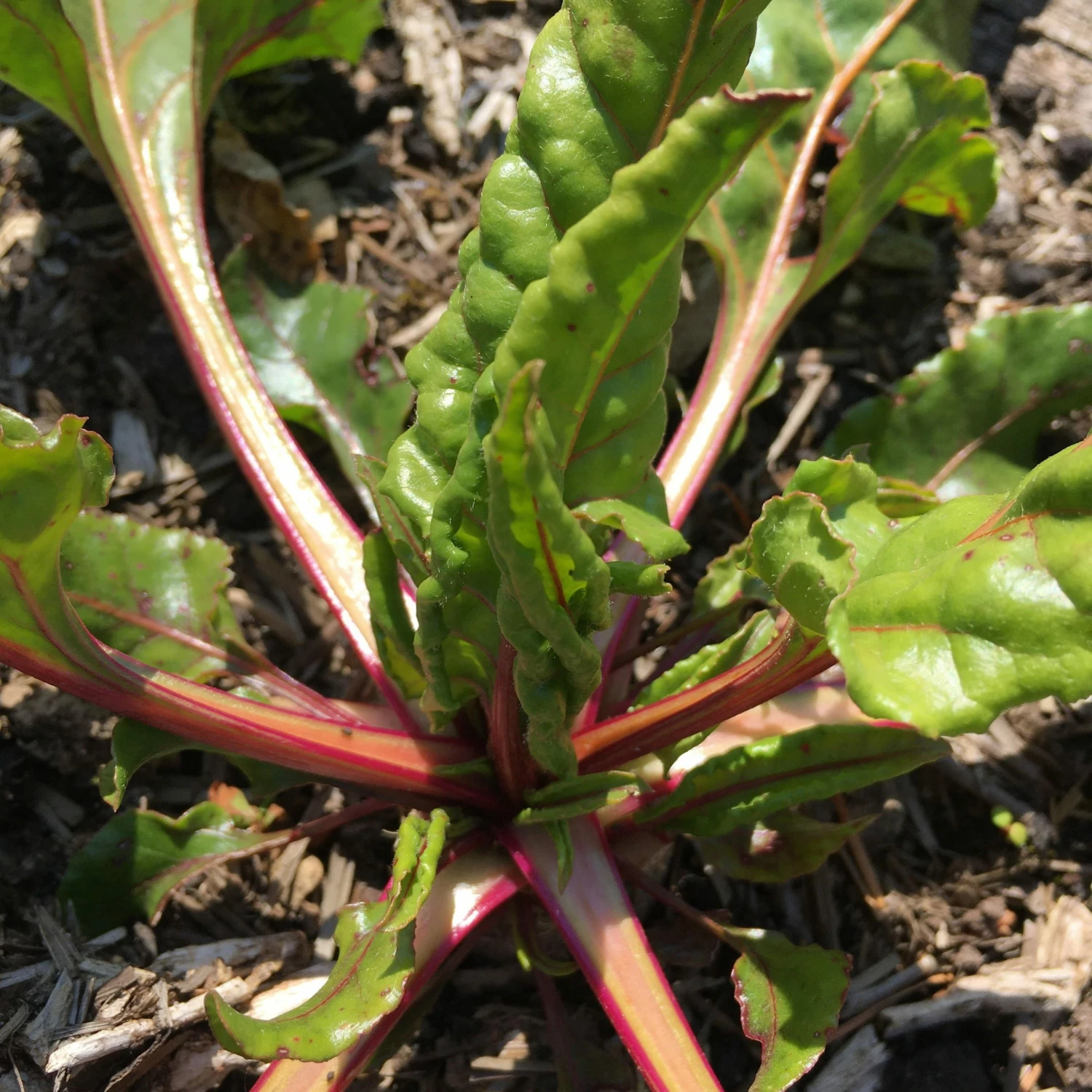 Roots Plants All Vegetable Plants 10 Rhubarb Chard 4 Roots Plants All Vegetable Plants 10 Rhubarb Chard