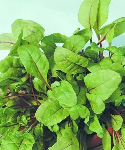 Roots Plants All Vegetable Plants 10 Rhubarb Chard 8 Roots Plants All Vegetable Plants 10 Rhubarb Chard