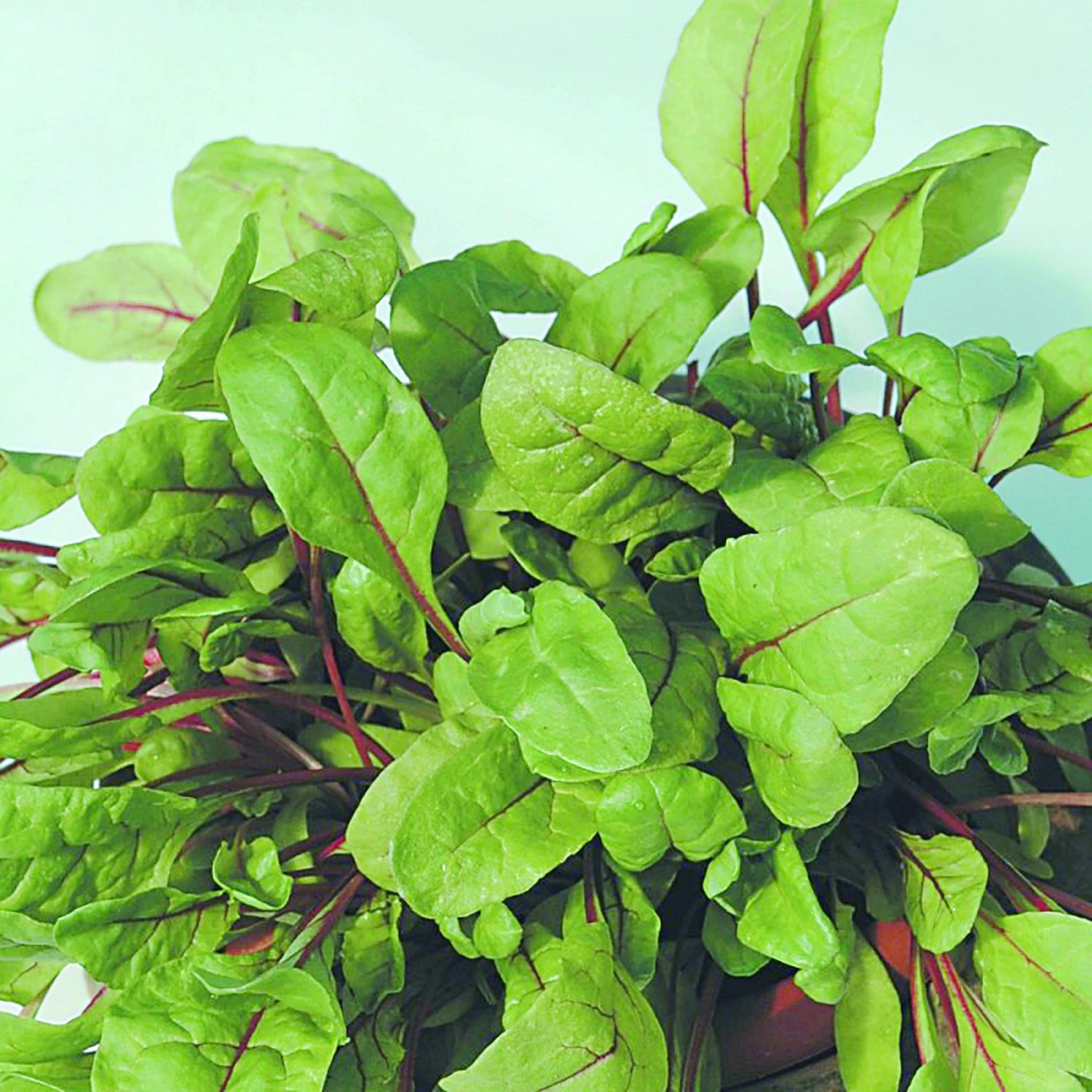 Roots Plants All Vegetable Plants 10 Rhubarb Chard 5 Roots Plants All Vegetable Plants 10 Rhubarb Chard