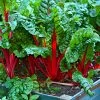 Roots Plants All Vegetable Plants 10 Rhubarb Chard 1 Roots Plants All Vegetable Plants 10 Rhubarb Chard