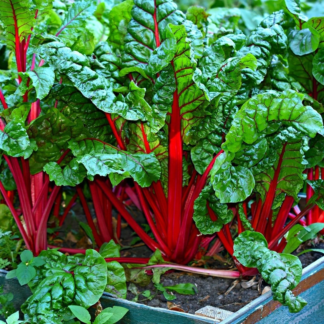 Roots Plants All Vegetable Plants 10 Rhubarb Chard 3 Roots Plants All Vegetable Plants 10 Rhubarb Chard
