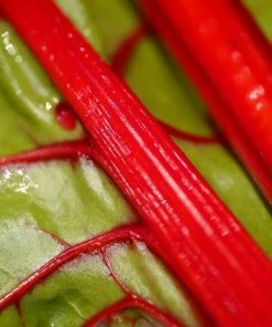 Roots Plants All Vegetable Plants 10 Rhubarb Chard 9 Roots Plants All Vegetable Plants 10 Rhubarb Chard