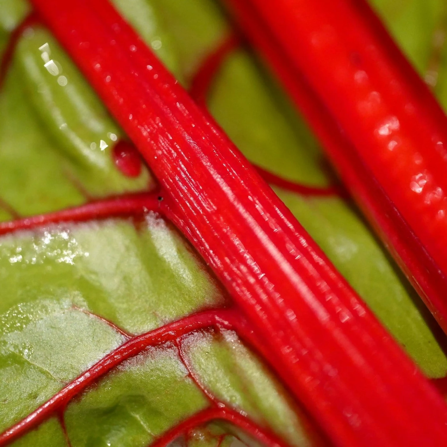 Roots Plants All Vegetable Plants 10 Rhubarb Chard 6 Roots Plants All Vegetable Plants 10 Rhubarb Chard