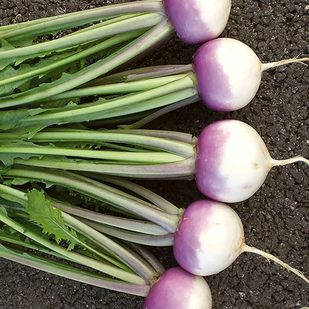 Roots Plants 10 Autumn 'Sweetbell' Turnip 3 Roots Plants 10 Autumn 'Sweetbell' Turnip