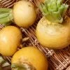 Roots Plants All Vegetable Plants 10 Autumn 'Golden Ball' Turnip 1 Roots Plants All Vegetable Plants 10 Autumn 'Golden Ball' Turnip