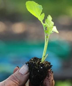 Roots Plants All Vegetable Plants 10 Autumn 'Golden Ball' Turnip