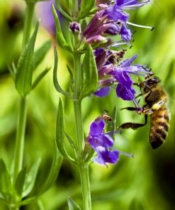 Roots Plants All Vegetable Plants 3 Autumn Hyssop