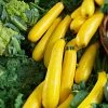 Roots Plants 3 Organic 'Atena Polka' Yellow Courgette Plants Courgettes 1 Roots Plants 3 Organic 'Atena Polka' Yellow Courgette Plants Courgettes